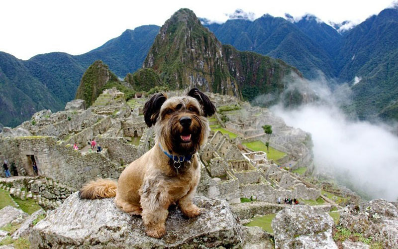 世上最幸福的小狗不幸车祸身亡 生前曾环游世界